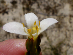 Lachnaea grandiflora