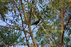 Psarocolius decumanus