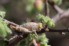 Thericles obtusifrons