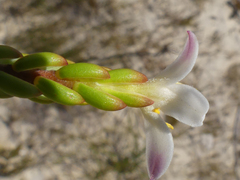 Lachnaea grandiflora