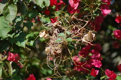 Euphonia chlorotica
