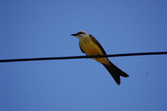 Tyrannus albogularis