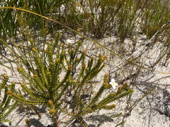 Lachnaea grandiflora