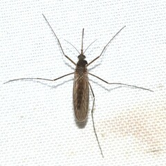 Culiseta inornata