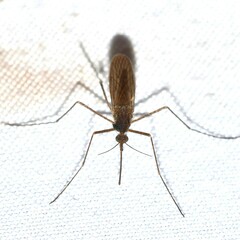 Culiseta inornata