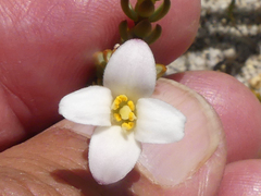 Lachnaea grandiflora