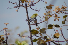 Neothraupis fasciata