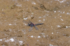 Leucorrhinia proxima