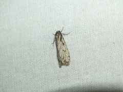 Semioscopis avellanella