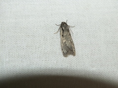 Semioscopis avellanella