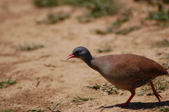 Crypturellus parvirostris