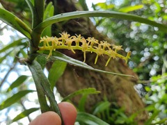 Tridactyle bicaudata bicaudata