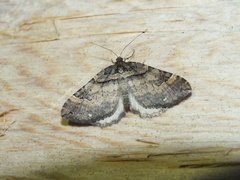 Earophila badiata