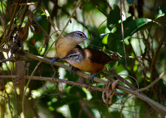 Cantorchilus leucotis