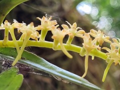 Tridactyle bicaudata bicaudata