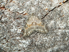 Trichopteryx polycommata