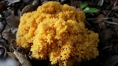 Ramaria flava