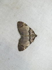 Anticlea derivata