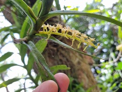 Tridactyle bicaudata bicaudata