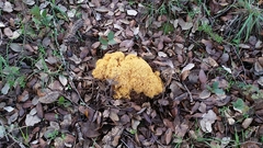Ramaria flava