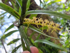 Tridactyle bicaudata bicaudata