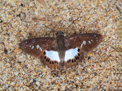 Seseria affinis