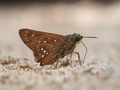 Pithauria marsena