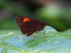 Koruthaialos rubecula