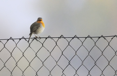 Erithacus rubecula rubecula