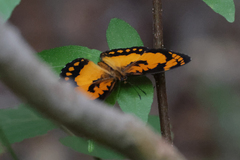 Byblia anvatara