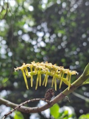 Tridactyle bicaudata bicaudata