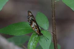 Byblia anvatara