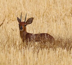 Raphicerus campestris campestris