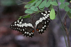Papilio grosesmithi