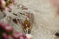 Phthiriinae