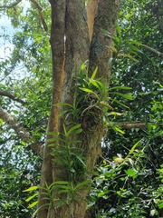 Tridactyle bicaudata bicaudata