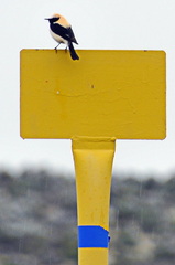 Oenanthe hispanica