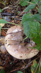 Gomphidius oregonensis