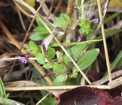 Cuphea carthagenensis