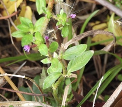 Cuphea carthagenensis