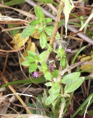 Cuphea carthagenensis