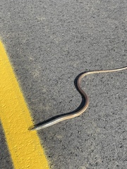 Ophisaurus compressus