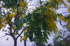Cassia fistula