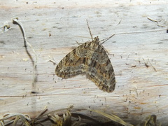 Trichopteryx polycommata