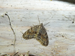 Trichopteryx polycommata