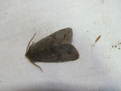Orthosia populeti