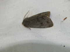 Orthosia populeti