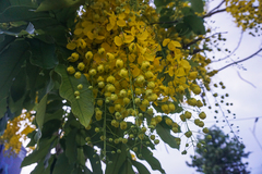 Cassia fistula