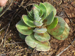 Crassula tomentosa
