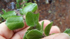 Arctostaphylos sensitiva